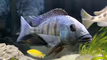 Fossorochromis rostratus
