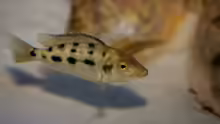 Fossorochromis rostratus