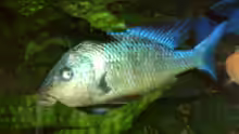 Fossorochromis rostratus