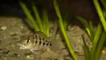 Fossorochromis rostratus