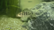 Fossorochromis rostratus