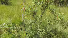 Frangula alnus