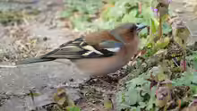 Fringilla coelebs