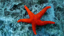Fromia milleporella