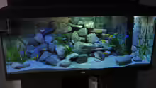 Frontalansicht Aquarium