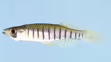Fundulus lineolatus