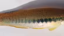 Fundulus olivaceus