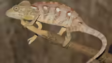 Furcifer oustaleti