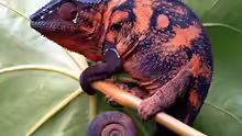Furcifer pardalis