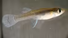 Gambusia holbrooki