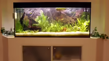 Ganzes Aquarium