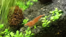 Garnelenbecken mit Säule - Neocaridina heteropoda var. Red
