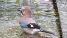 Garrulus glandarius