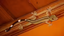 Gekko vittatus