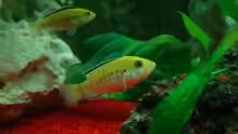 Gelber Maulbrüter-Labidochromis caeruleus