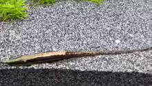 Farlowella acus