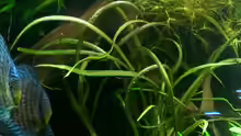 Genoppter Wasserkelch (Cryptocoryne balansae)