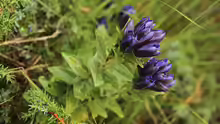 Gentiana scabra