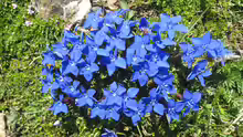 Gentiana verna