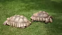 Geochelone sulcata