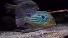 Geophagus abalios