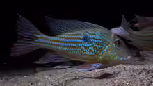 Geophagus abalios
