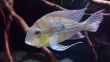 Geophagus abalios