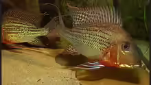 Geophagus altifrons Rio Negro