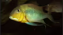 Geophagus altifrons Xingu