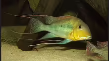 Geophagus altifrons Xingu