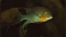 Geophagus altifrons Xingu
