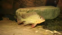 Geophagus altifrons