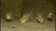 Geophagus megasema juv.