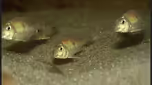 Geophagus megasema