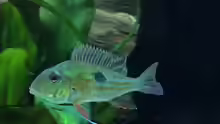 Geophagus proximus
