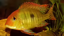 Geophagus Red Head F1