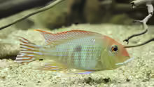 Geophagus Red head
