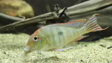 Geophagus Red head