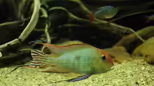 Geophagus Red Head