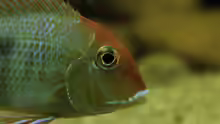 Geophagus Red Head