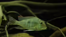 Geophagus Red Head