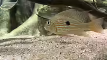 Geophagus sp. jatapu 
