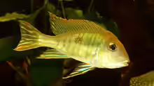 Geophagus sp. tapajos ´orange head´