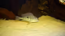 Geophagus sp. tapajos Weibchen