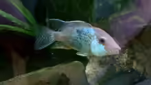 Geophagus steindachneri