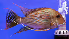 Geophagus surinamensis