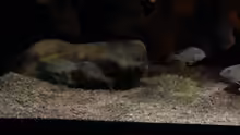 Geophagus sveni