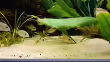 Geophagus tapajos "Red Head"