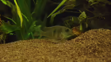 Geophagus Tapajos red head