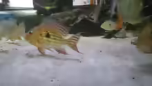 Geophagus winemilleri